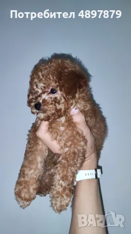 Той пудел Toy poodle, снимка 7 - Пудели - 55419874