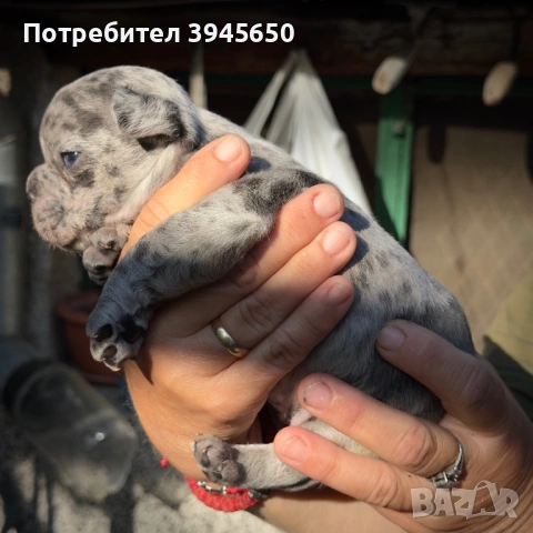 Момче Френски булдог Merle , снимка 3 - Френски булдог - 54555572