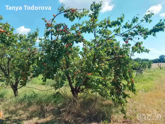 Продавам кайсия за ракия , снимка 2 - Домашни продукти - 55342992