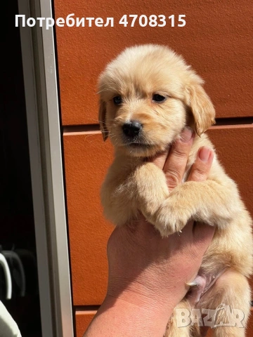 Голдън ретривър момче родословен баща, снимка 5 - Голдън ретривър - 54366591