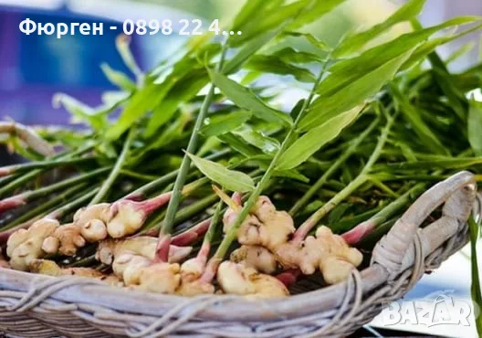 Джинджифил – разсад (Zingiber officinale), снимка 4 - Разсади - 55590966