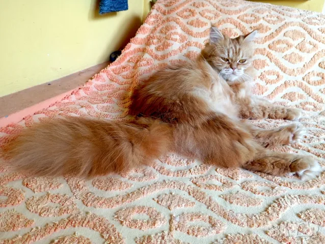 Котката ТЪРСИ Риж, дългокосмест котарак за партньор 🐾 , снимка 5 - Търси партньор - 55337479