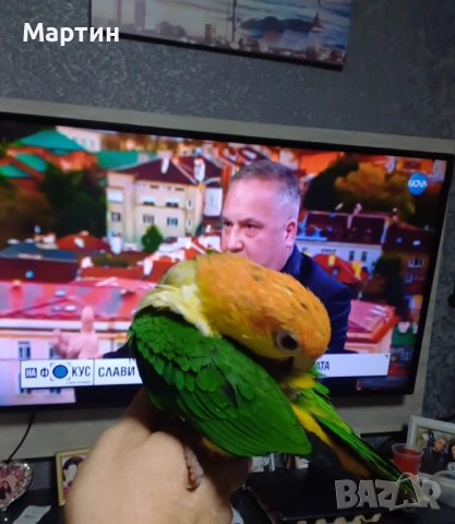 Бебета  Кайка , снимка 4 - Папагали - 54445328