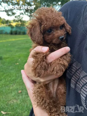 Пудел той / poodle toy, снимка 3 - Пудели - 55417100