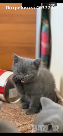 Британско късокосместо коте с родословие 