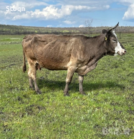 Продавам Крави за Клане, снимка 3 - Крави - 54245751