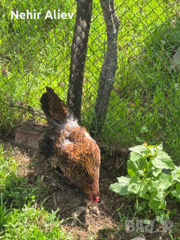 Продавам млади кокошки и петли, снимка 3 - Кокошки и пуйки - 54312488