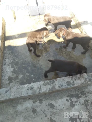 Дратхаар......., снимка 3 - Дратхаар - 55617528