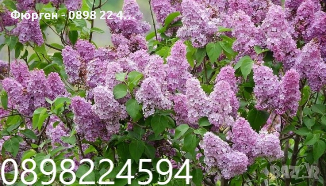 Люляк / Lilac Налични 4 цвята 
