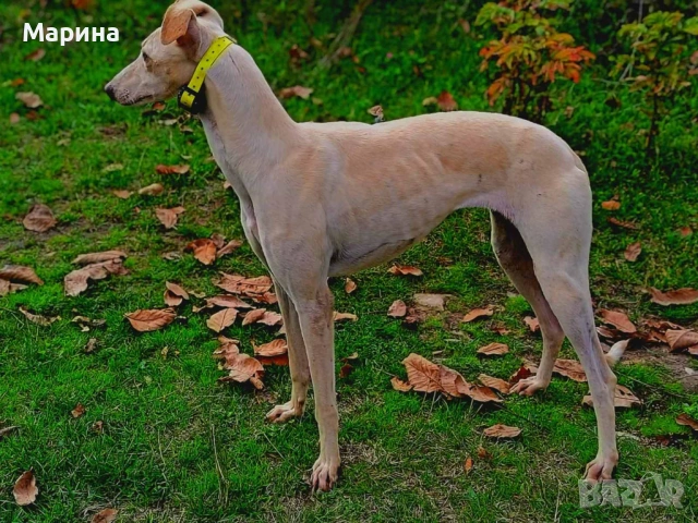 Испански хрътки, снимка 4 - Хрътка - 54919377