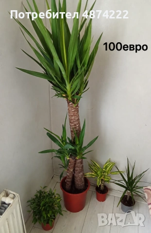 Юка растение (Yucca) – зелена палма за дома или офиса
