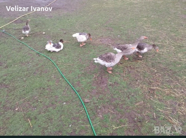 Продавам млади гъски, снимка 3 - други­ - 54175544