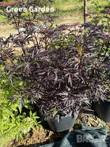 Бъз Sambucus migration “Eva”, снимка 7 - Градински цветя и растения - 54784065