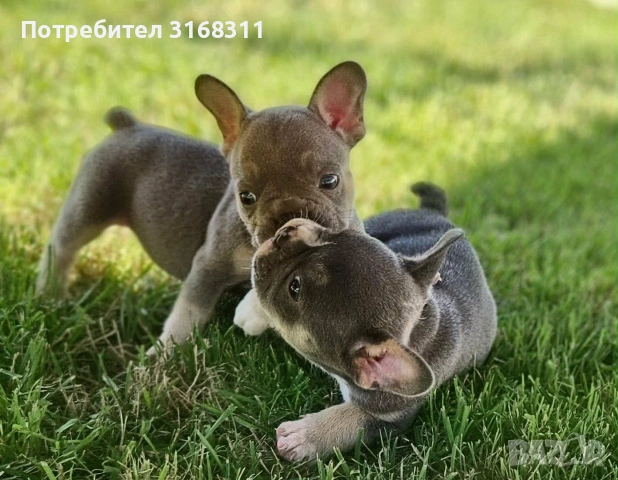 Прекрасни малки сладури, снимка 2 - Френски булдог - 55090091