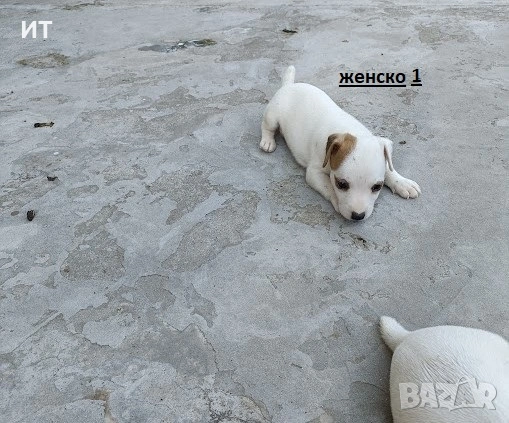 Продавам джак ръсел териери, снимка 5 - Джак ръсел териер - 54890351