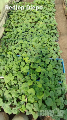 Разсад  Домати и краставици, снимка 5 - Разсади - 54046870