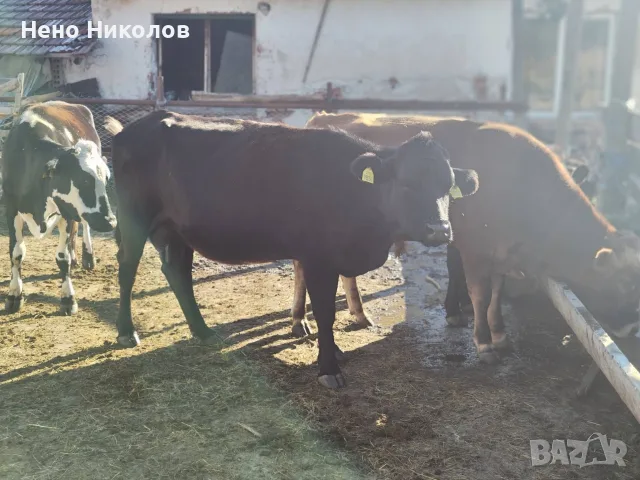Продавам крави и телета , снимка 7 - Крави - 55671928