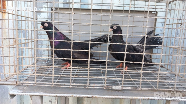 Продавам гълъби Арапи , снимка 2 - Гълъби - 54755317