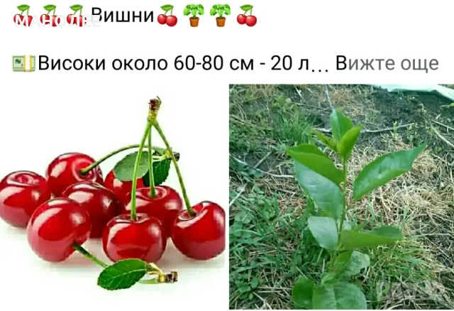 🍇🍒🍇Плодове - разсад 🍓🍎🍏🍋🍒🍇, снимка 7 - Градински цветя и растения - 54427893