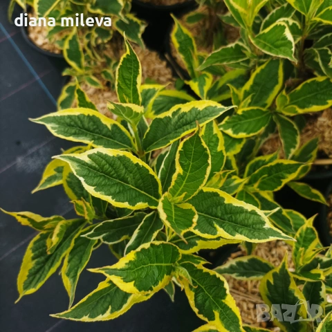 Вейгела флорида Вариегата, Weigela florida Variegata , снимка 3 - Градински цветя и растения - 38141135