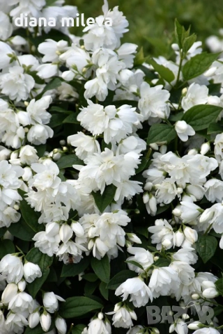 Филаделфус или още Булченски венец, Philadelphus Minnesota Snowflake