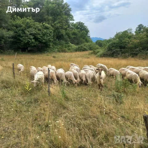 продават се 60 броя овце, снимка 4 - Овце - 55365697