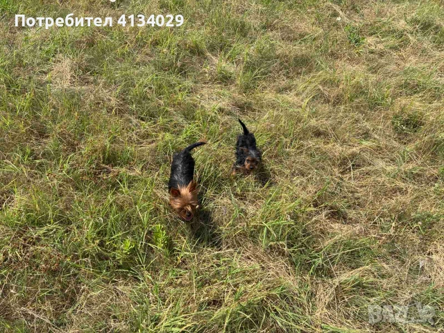 Женско мини йорки на 3 месеца, снимка 11 - Йоркширски териер - 55235244