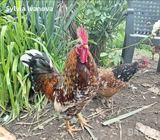 оплодени яйца от шведска цветна кокошка за люпене swedish flower hen