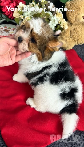 Йоркширски Териер! Страхотни бебета с родословие за семейство с деца!, снимка 2 - Йоркширски териер - 54234135
