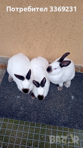 Калифорнийски зайци, снимка 3 - Други - 54223406