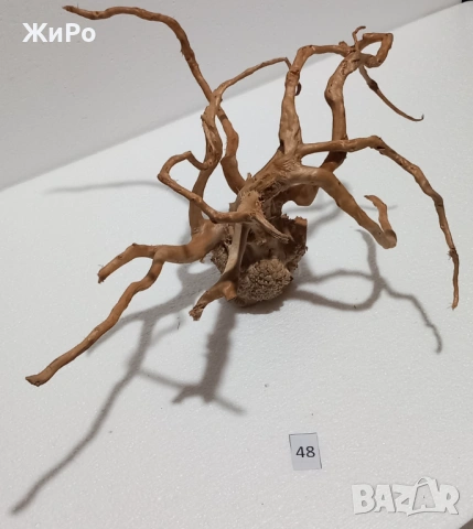 Корен от Азалия /декорация/ 48, снимка 2 - Други - 54102122