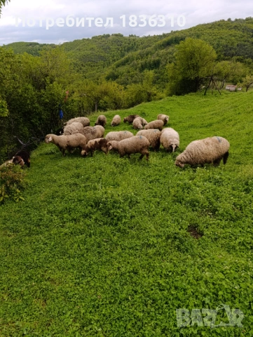 Овце 3 бр. по избор, снимка 3 - Овце - 54385871