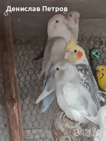 папагали неразделки , снимка 7 - Папагали - 54215349