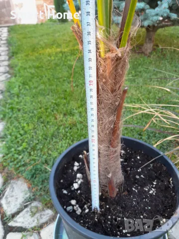 Палми Трахикарпус ! Trachycarpus palms, снимка 3 - Градински цветя и растения - 55645502