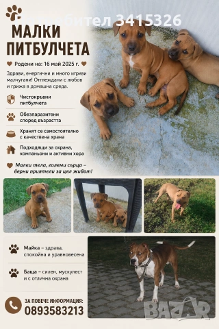 питбули с родословие 