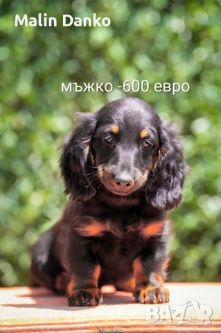   Малки  даклечета , снимка 6 - Дакели - 54501665