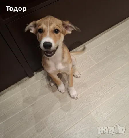 Две кученца търсят дом, снимка 3 - Други - 55427716