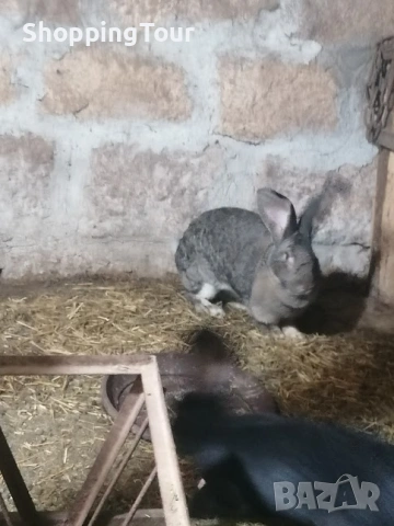 зайци