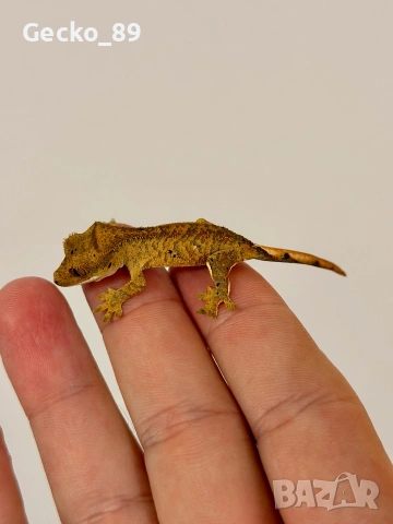 Ресничест гекон (Correlophus Ciliatus), снимка 6 - Гекон - 48348450