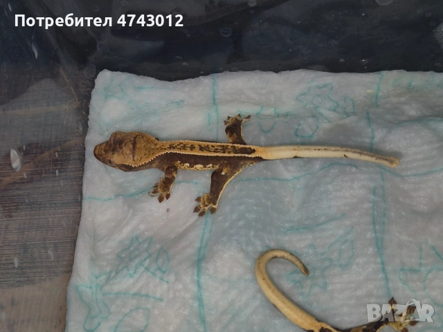 Ресничест бананояден гекон (Rhacodactylus ciliatus), снимка 10 - Гекон - 53540739