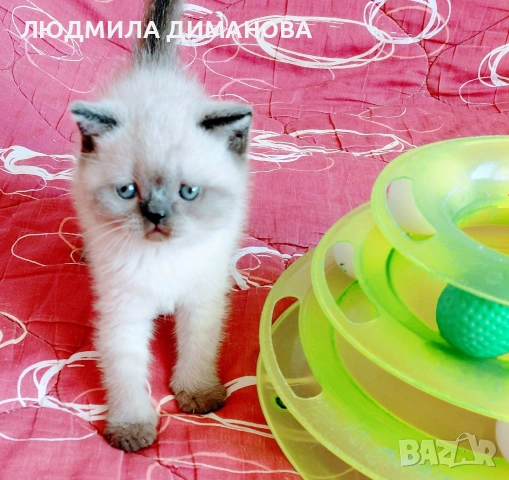 Шотландско мъжко Скоттиш Страйт , снимка 8 - Британска късокосместа - 54371287