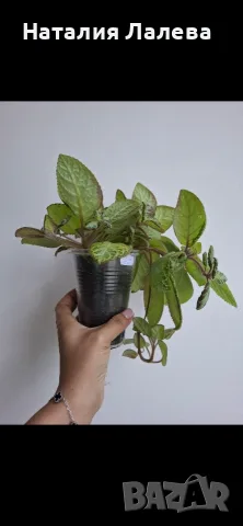 Еписция, episcia Silver sheen, снимка 5 - Стайни растения - 55612898