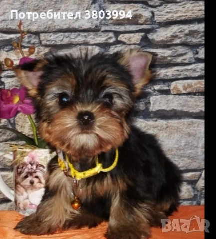 Мини Йоркширски териер  момченце на 2 месеца. 
