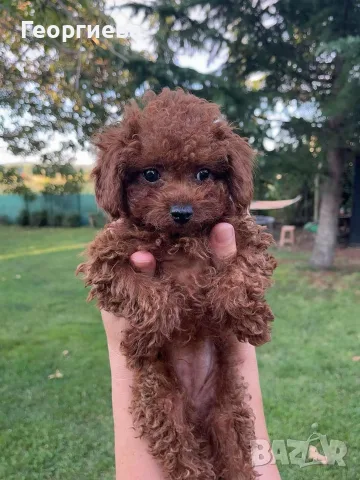 Пудел той / poodle toy