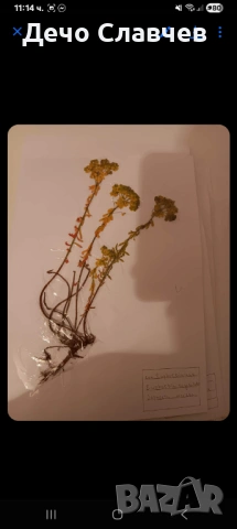 Хербарии за ЛТУ или друг университет , снимка 12 - Ученически пособия, канцеларски материали - 54224038
