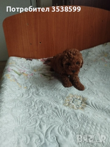 Той Пудел .Tou Poodel., снимка 2 - Пудели - 54978378