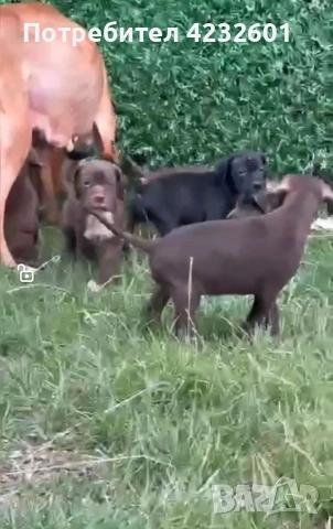 Пойнтери с родословие!