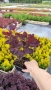 Червенолистна Смрадлика, Cotinus Royal purple или още Тетра!!!, снимка 7