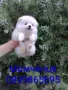 Бяло момченце. Померан. , снимка 5