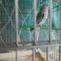 поен папагал женски син, снимка 1